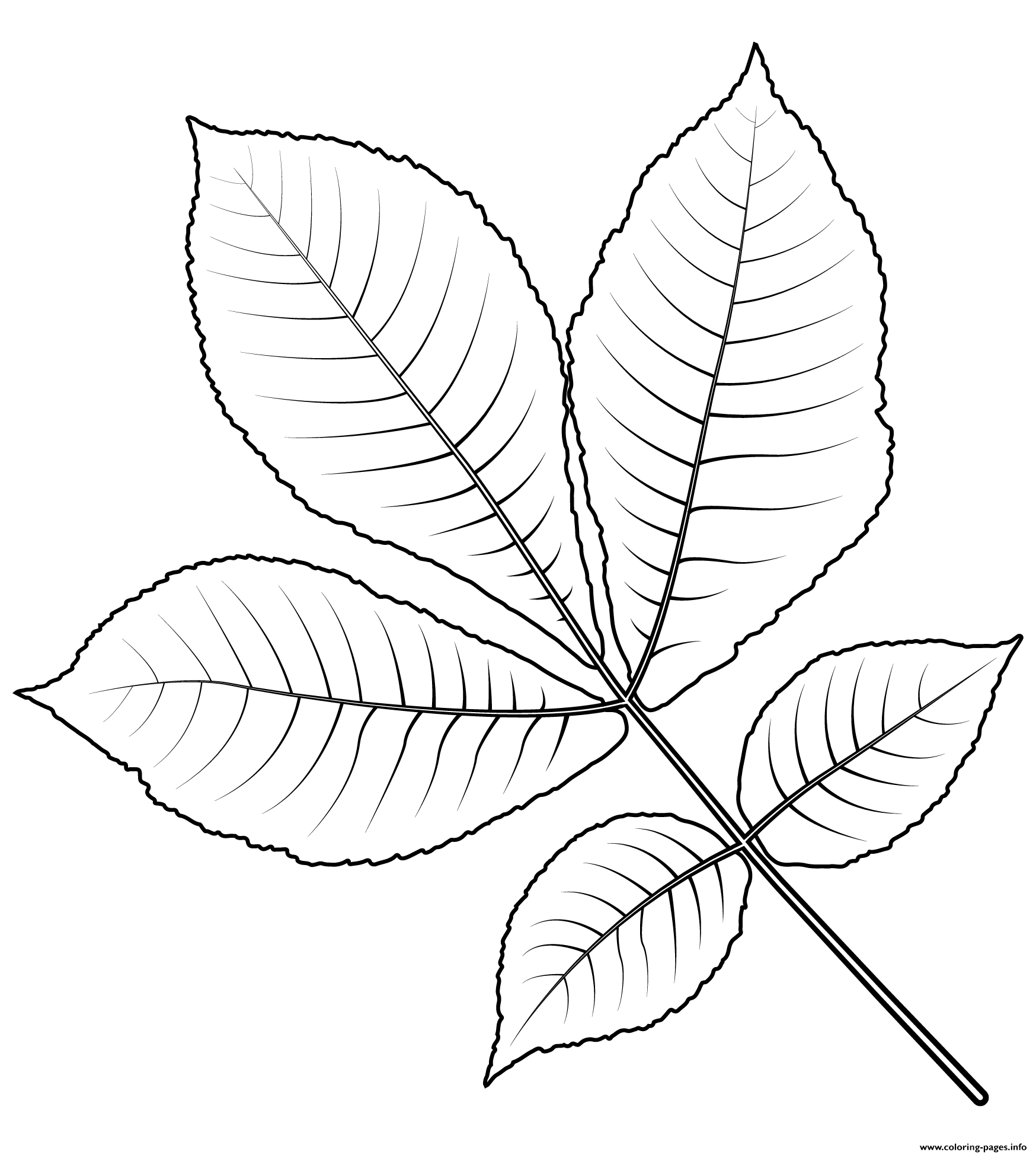 Разукрашка листья грецкого ореха