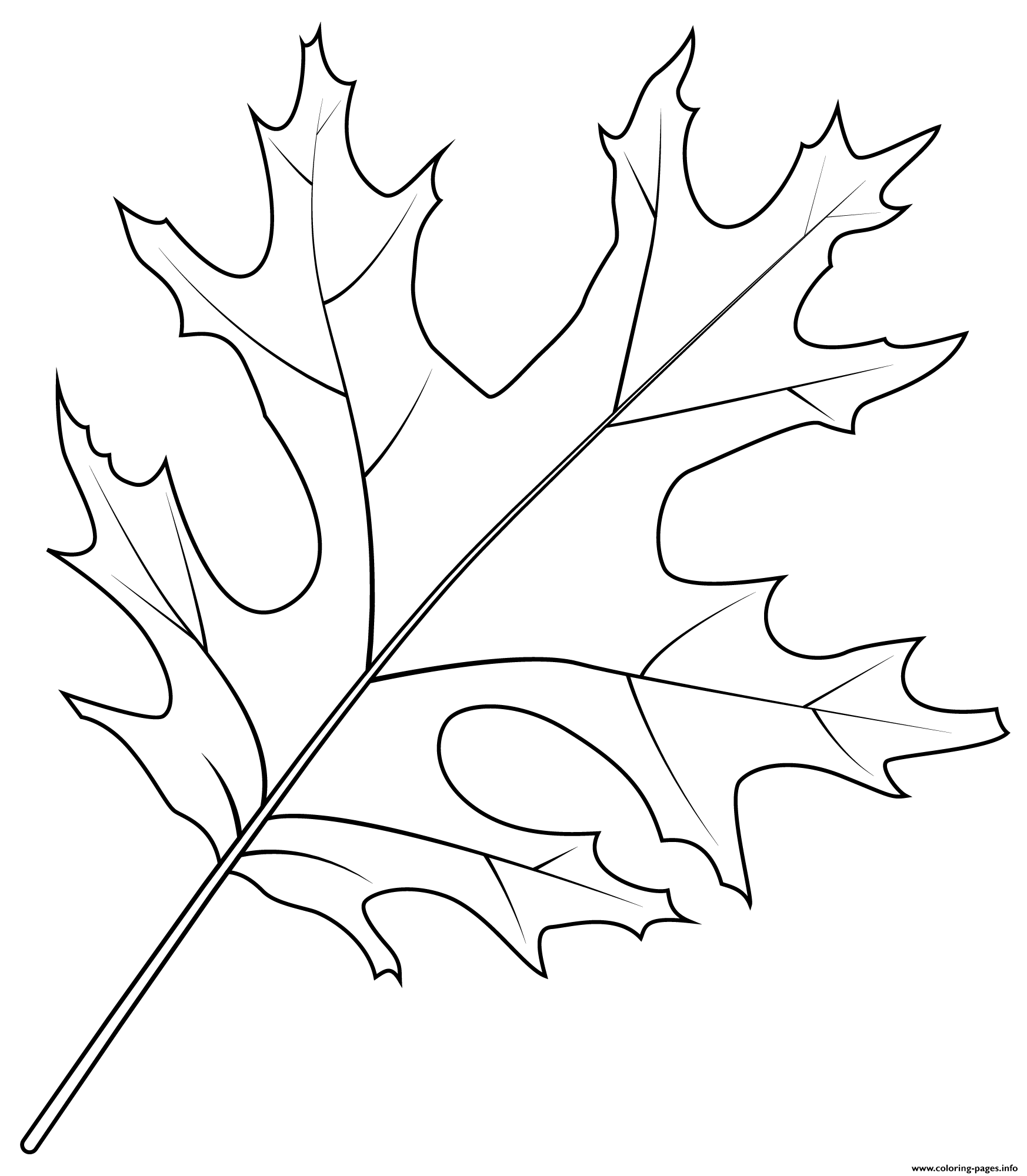Лист кленовый и дубовый раскраска