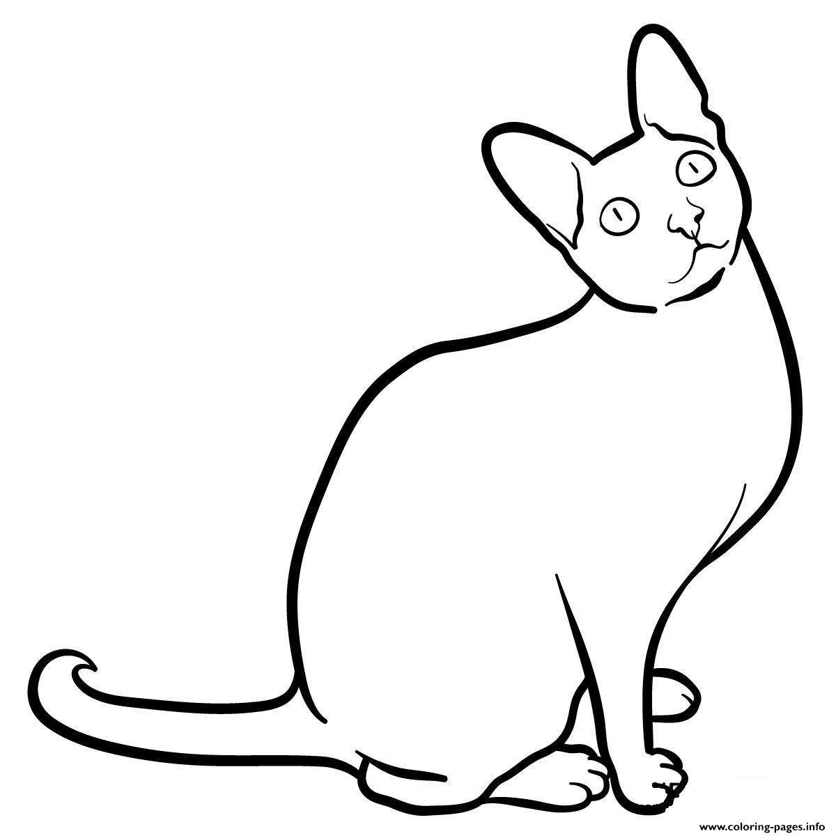 Cornish Rex Cat coloring