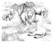 Printable adult africa lions coloring pages