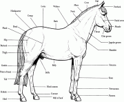 horse anatomy s16e4