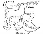 coloring pages alphabet g for goat and goose08eb