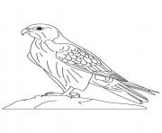 animal falcon bird s27dc