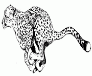 coloring pages of a cheetah animalbe05