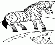 animal preschool s zebra0bcb