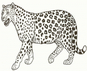 animal s of a cheetah885b