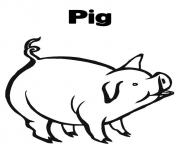 coloring pages a pig animalccee