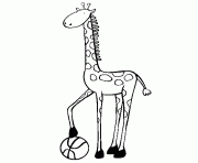 giraffe and basket ball animal s793b
