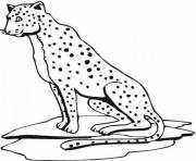 cheetah print out s animal19de