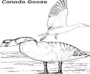 canada goose printable animal s648f