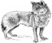 adult real wolf