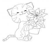 cat with small plant animal s6bc6