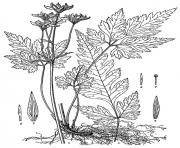 adult herbes medecine chinoise