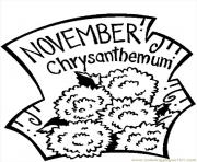 November Chrysanthemum 2