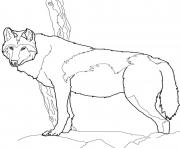 Printable canadian timber wolf coloring pages