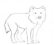 Printable arctic wolf coloring pages