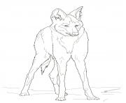 Printable reddish maned wolf coloring pages