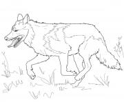 Printable running mexican grey wolf coloring pages