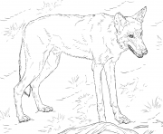 Printable red wolf coloring pages