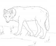 Printable gray wolf on alert coloring pages