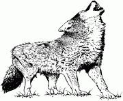 Printable realistic wolf 2 coloring pages