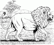 walking african lion hard adult