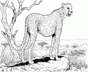 cheetah in nature animal hard adult