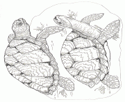 on noahs ark coloring mural sea turtles by jan brett
