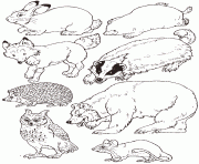 mitten glove animals coloring page by jan brett