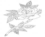 single rose with leaves a4