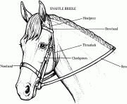 Bridle on a Horse