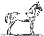 Standardbred horse
