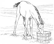 horse colt drinks water