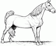 mare horse