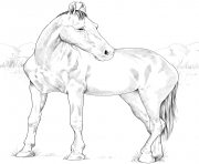 horse marwari mare