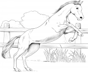horse anglo arabian
