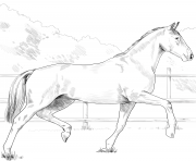 horse oldenburg