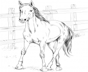 horse kiger mustang