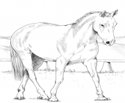 australian stock horse