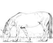 hanoverian horse