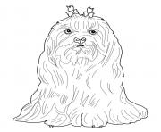 Printable maltese dog coloring pages