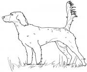 Printable english setter dog coloring pages