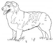 australian shepherd dog