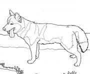 Printable siberian husky dog coloring pages