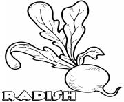 vegetable radish