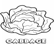 vegetable cabbage
