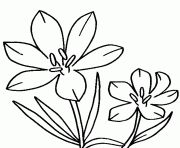 blossom crocus flower
