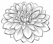 adult dahlia flower