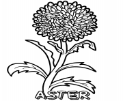 aster flower