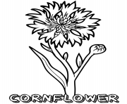 cornflower flower